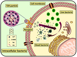 Graphical abstract: The highly efficient elimination of intracellular bacteria via a metal organic framework (MOF)-based three-in-one delivery system