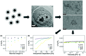 Graphical abstract: Intracellular dynamics of superparamagnetic iron oxide nanoparticles for magnetic particle imaging