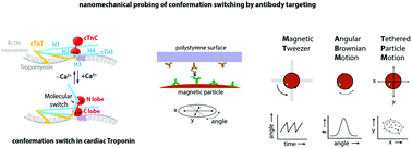 Graphical abstract: Conformation switching of single native proteins revealed by nanomechanical probing without a pulling force