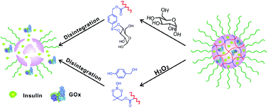 Graphical abstract: Glucose and H2O2 dual-sensitive nanogels for enhanced glucose-responsive insulin delivery