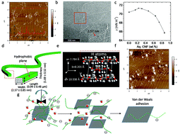 Graphical abstract: Aqueous exfoliated graphene by amphiphilic nanocellulose and its application in moisture-responsive foldable actuators
