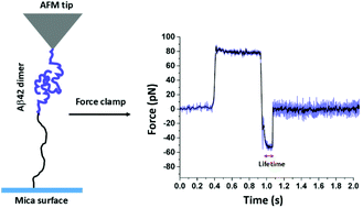 Graphical abstract: Force clamp approach for characterization of nano-assembly in amyloid beta 42 dimer
