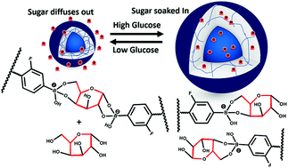 Graphical abstract: Glucose regulation by modified boronic acid-sulfobetaine zwitterionic nanogels – a non-hormonal strategy for the potential treatment of hyperglycemia