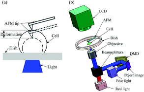 Graphical abstract: Development of an image biosensor based on an optogenetically engineered cell for visual prostheses