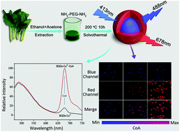 Graphical abstract: Single-excitation, dual-emission biomass quantum dots: preparation and application for ratiometric fluorescence imaging of coenzyme A in living cells