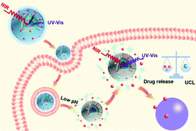 Graphical abstract: Real-time monitoring of pH-responsive drug release using a metal-phenolic network-functionalized upconversion nanoconstruct
