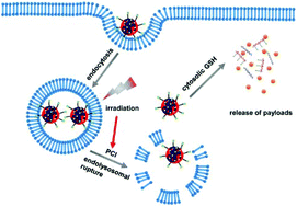 Graphical abstract: A light-facilitated drug delivery system from a pseudo-protein/hyaluronic acid nanocomplex with improved anti-tumor effects