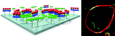 Graphical abstract: How non-bonding domains affect the active assembly of microtubule spools