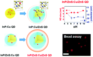 Graphical abstract: Synthesis of far-red- and near-infrared-emitting Cu-doped InP/ZnS (core/shell) quantum dots with controlled doping steps and their surface functionalization for bioconjugation
