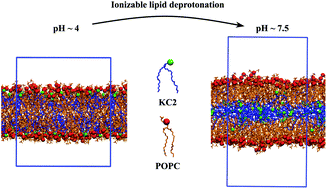 Graphical abstract: Ionizable amino lipid interactions with POPC: implications for lipid nanoparticle function