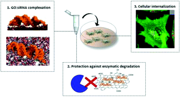 Graphical abstract: Graphene oxide as a 2D platform for complexation and intracellular delivery of siRNA