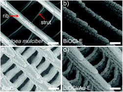 Graphical abstract: In situ synthesis of BiOCl nanosheets on three-dimensional hierarchical structures for efficient photocatalysis under visible light