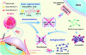 Graphical abstract: Autoregenerative redox nanoparticles as an antioxidant and glycation inhibitor for palliation of diabetic cataracts