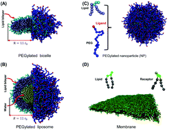 Graphical abstract: Interplay between ligand mobility and nanoparticle geometry during cellular uptake of PEGylated liposomes and bicelles