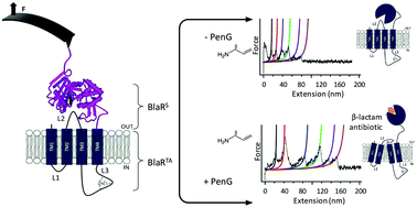 Graphical abstract: Single-molecule force spectroscopy to decipher the early signalling step in membrane-bound penicillin receptors embedded into a lipid bilayer