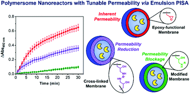 Graphical abstract: Tuning the membrane permeability of polymersome nanoreactors developed by aqueous emulsion polymerization-induced self-assembly