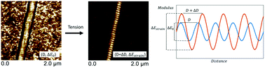Graphical abstract: Nanomechanical mapping of single collagen fibrils under tension