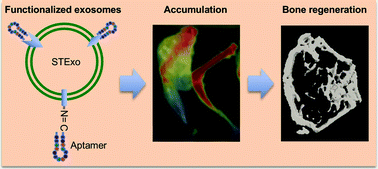 Graphical abstract: Aptamer-functionalized exosomes from bone marrow stromal cells target bone to promote bone regeneration
