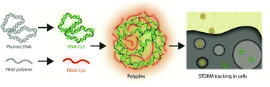 Graphical abstract: Tracking the DNA complexation state of pBAE polyplexes in cells with super resolution microscopy