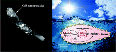 Graphical abstract: Enhanced CO2 reduction and valuable C2+ chemical production by a CdS-photosynthetic hybrid system