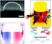 Graphical abstract: Enhanced broadband fluorescence detection of nucleic acids using multipolar gap-plasmons on biomimetic Au metasurfaces