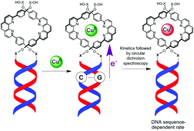 Graphical abstract: Remote control of charge transport and chiral induction along a DNA-metallohelicate