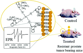 Graphical abstract: Insight into the antitumor activity of carbosilane Cu(ii)–metallodendrimers through their interaction with biological membrane models