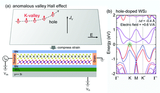 Graphical abstract: Tunable valley splitting and an anomalous valley Hall effect in hole-doped WS2 by proximity coupling with a ferromagnetic MnO2 monolayer