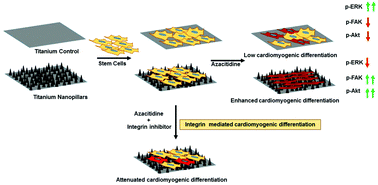 Graphical abstract: A nanopillar array on black titanium prepared by reactive ion etching augments cardiomyogenic commitment of stem cells