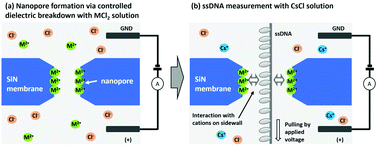 Graphical abstract: Silicon nitride nanopore created by dielectric breakdown with a divalent cation: deceleration of translocation speed and identification of single nucleotides