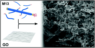 Graphical abstract: Multifunctional graphene oxide-bacteriophage based porous three-dimensional micro-nanocomposites