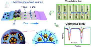 Graphical abstract: Homogeneous and high-density gold unit implanted optical labels for robust and sensitive point-of-care drug detection