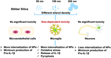 Graphical abstract: Assessment of neurotoxicity induced by different-sized Stöber silica nanoparticles: induction of pyroptosis in microglia