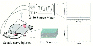 Graphical abstract: An implantable and versatile piezoresistive sensor for the monitoring of human–machine interface interactions and the dynamical process of nerve repair