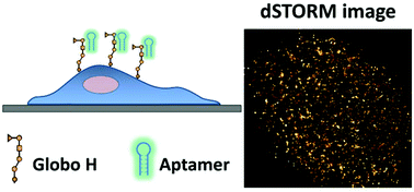 Graphical abstract: Super-resolution imaging of cancer-associated carbohydrates using aptamer probes