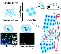 Graphical abstract: Gadolinium-doped carbon dots as nano-theranostic agents for MR/FL diagnosis and gene delivery