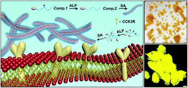 Graphical abstract: Selective pericellular hydrogelation by the overexpression of an enzyme and a membrane receptor