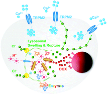 Graphical abstract: Apoptotic lysosomal proton sponge effect in tumor tissue by cationic gold nanorods