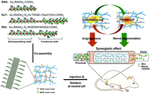 Graphical abstract: Synergistic effects of dual-presenting VEGF- and BDNF-mimetic peptide epitopes from self-assembling peptide hydrogels on peripheral nerve regeneration