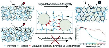 Graphical abstract: Structurally colored protease responsive nanoparticle hydrogels with degradation-directed assembly