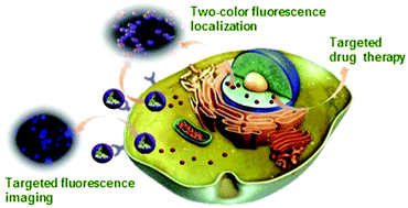 Graphical abstract: Targeted imaging and targeted therapy of breast cancer cells via fluorescent double template-imprinted polymer coated silicon nanoparticles by an epitope approach