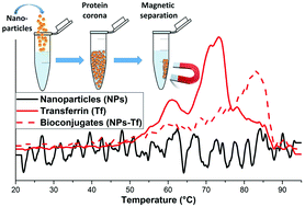 Graphical abstract: Maghemite nanoparticles stabilize the protein corona formed with transferrin presenting different iron-saturation levels