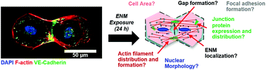 Graphical abstract: Quantifying the effects of engineered nanomaterials on endothelial cell architecture and vascular barrier integrity using a cell pair model