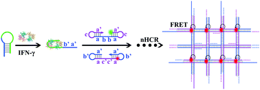 Graphical abstract: Netlike hybridization chain reaction assembly of DNA nanostructures enables exceptional signal amplification for sensing trace cytokines