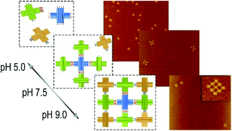 Graphical abstract: Control of the stepwise assembly–disassembly of DNA origami nanoclusters by pH stimuli-responsive DNA triplexes