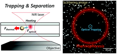 Graphical abstract: Opto-thermophoretic separation and trapping of plasmonic nanoparticles