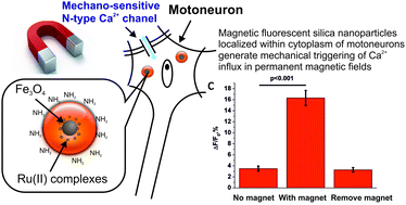 Graphical abstract: Fluorescent magnetic nanoparticles for modulating the level of intracellular Ca2+ in motoneurons