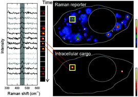 Graphical abstract: SERS-based particle tracking and molecular imaging in live cells: toward the monitoring of intracellular dynamics