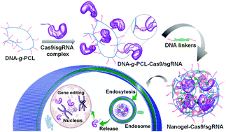 Graphical abstract: A non-cationic nucleic acid nanogel for the delivery of the CRISPR/Cas9 gene editing tool