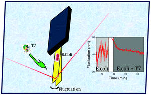 Graphical abstract: Nanomechanical detection of Escherichia coli infection by bacteriophage T7 using cantilever sensors